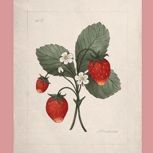 THE JILLY BOX: WILD STRAWBERRY PRINT